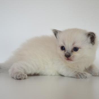 chaton Munchkin Longhair blue point Barthelemy Chatterie de Kalinka
