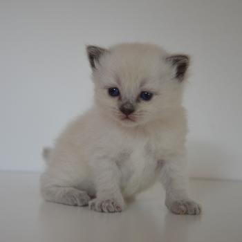 chaton Munchkin Longhair blue point Barthelemy Chatterie de Kalinka