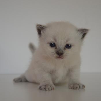chaton Munchkin Longhair blue point Barthelemy Chatterie de Kalinka