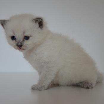 chaton Munchkin Longhair blue point Barthelemy Chatterie de Kalinka