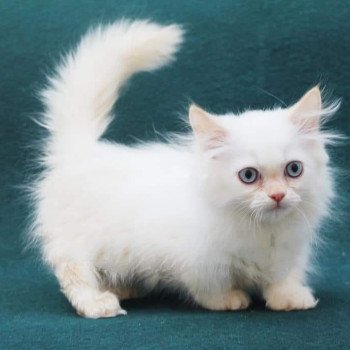 chat Munchkin Longhair red point Boreale Chatterie de Kalinka