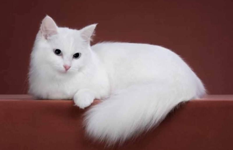 Lastochka Femelle Munchkin Longhair