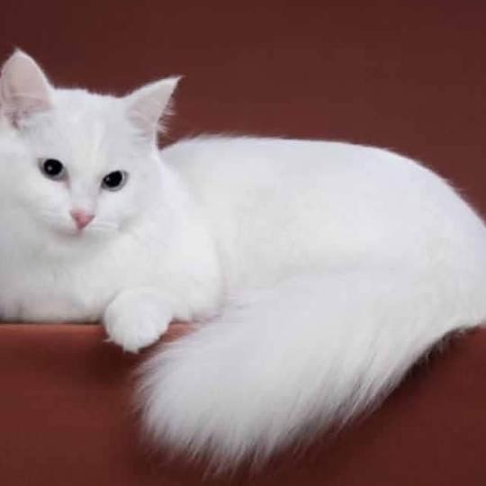 Lastochka Femelle Munchkin Longhair