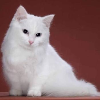chat Munchkin Longhair white LASTOCHKA Chatterie de Kalinka