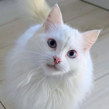 chat Munchkin Longhair white LASTOCHKA Chatterie de Kalinka