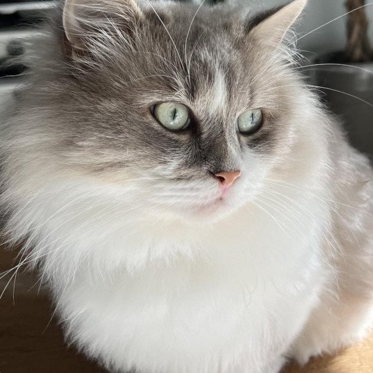 Palerme Mâle Munchkin Longhair