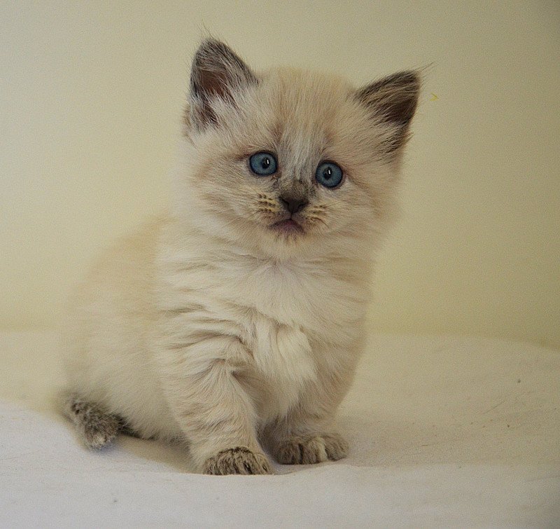 Prada De Kalinka Femelle Munchkin Longhair
