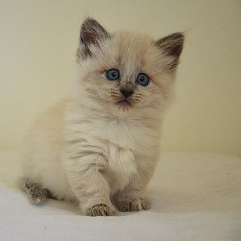 chaton Munchkin Longhair blue mink point bicolor Prada Chatterie de Kalinka chaton Munchkin Longhair blue mink point bicolor Prada Chatterie de Kalinka