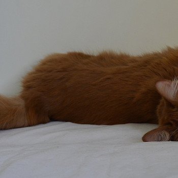 chat Munchkin Longhair cinnamon & blanc Vilanelle Chatterie de Kalinka chat Munchkin Longhair cinnamon & blanc Vilanelle Chatterie de Kalinka