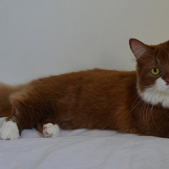 chat Munchkin Longhair cinnamon & blanc Vilanelle Chatterie de Kalinka chat Munchkin Longhair cinnamon & blanc Vilanelle Chatterie de Kalinka