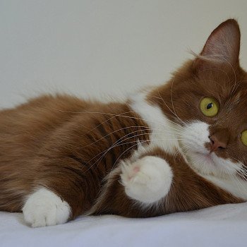 chat Munchkin Longhair cinnamon & blanc Vilanelle Chatterie de Kalinka chat Munchkin Longhair cinnamon & blanc Vilanelle Chatterie de Kalinka