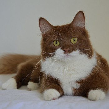 chat Munchkin Longhair cinnamon & blanc Vilanelle Chatterie de Kalinka chat Munchkin Longhair cinnamon & blanc Vilanelle Chatterie de Kalinka