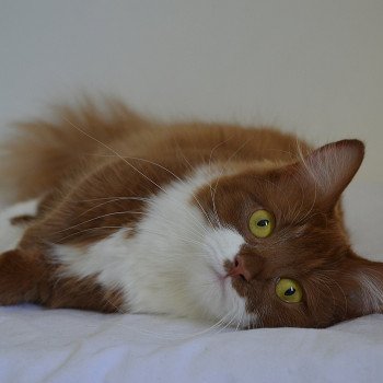 chat Munchkin Longhair cinnamon & blanc Vilanelle Chatterie de Kalinka chat Munchkin Longhair cinnamon & blanc Vilanelle Chatterie de Kalinka