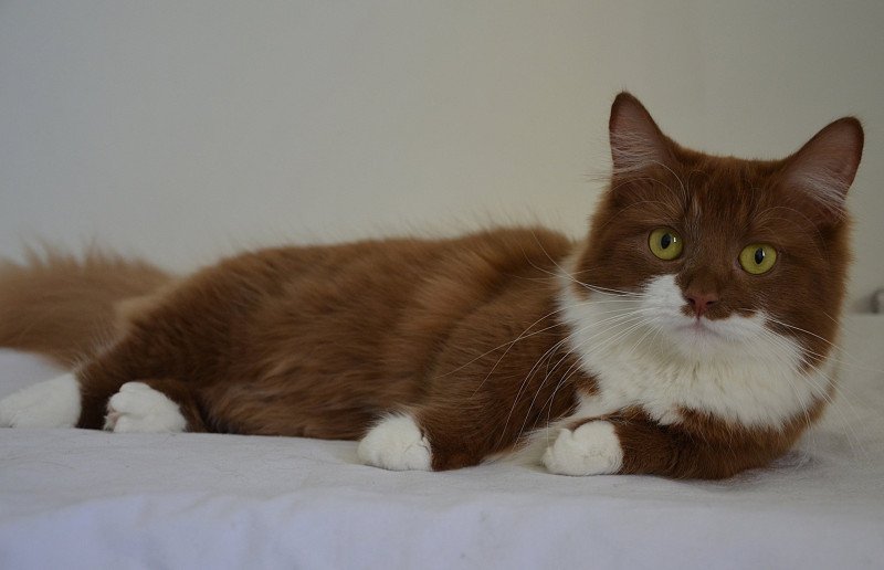 Domaine de Loustina Vilanelle Femelle Munchkin Longhair Domaine de Loustina Vilanelle Femelle Munchkin Longhair