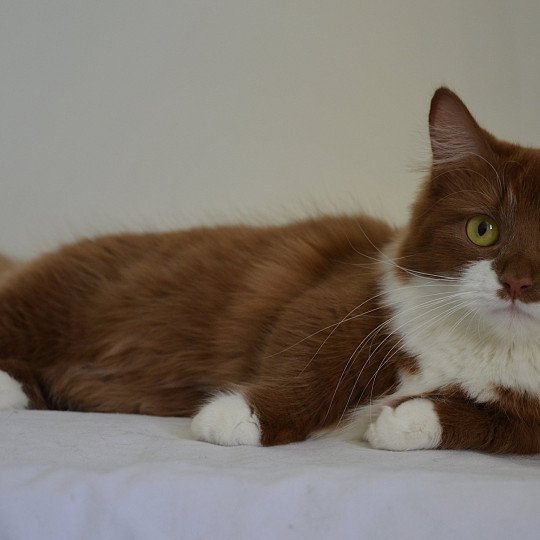 Domaine de Loustina Vilanelle Femelle Munchkin Longhair