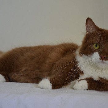 chat Munchkin Longhair cinnamon & blanc Vilanelle Chatterie de Kalinka chat Munchkin Longhair cinnamon & blanc Vilanelle Chatterie de Kalinka
