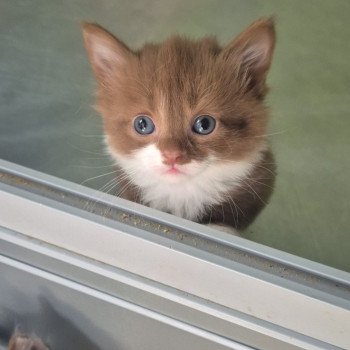 chaton Munchkin Longhair cinnamon & blanc Vilanelle Chatterie de Kalinka