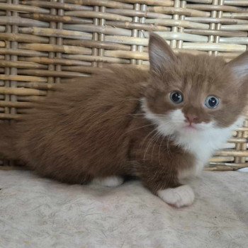 chaton Munchkin Longhair cinnamon & blanc Vilanelle Chatterie de Kalinka