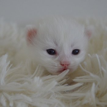 chaton Munchkin Longhair chocolate mink & blanc Walter White Chatterie de Kalinka