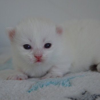 chaton Munchkin Longhair chocolate mink & blanc Walter White Chatterie de Kalinka