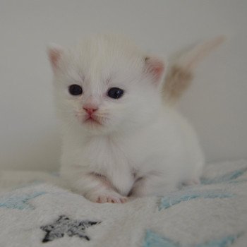 chaton Munchkin Longhair chocolate mink & blanc Walter White Chatterie de Kalinka