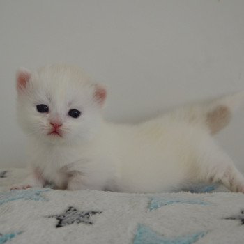 chaton Munchkin Longhair chocolate mink & blanc Walter White Chatterie de Kalinka