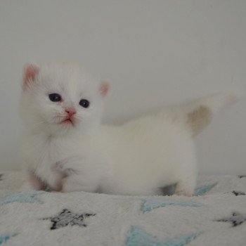 chaton Munchkin Longhair chocolate mink & blanc Walter White Chatterie de Kalinka