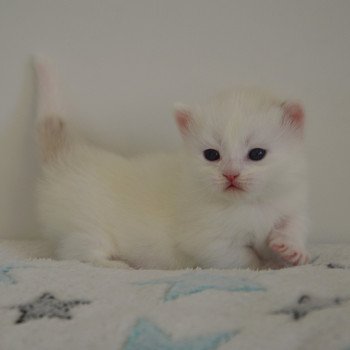 chaton Munchkin Longhair chocolate mink & blanc Walter White Chatterie de Kalinka