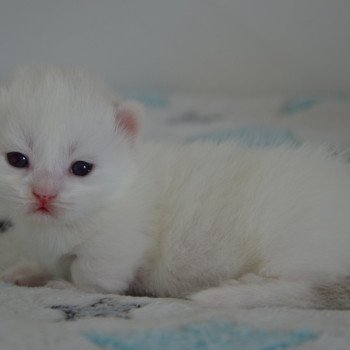 chaton Munchkin Longhair chocolate mink & blanc Walter White Chatterie de Kalinka