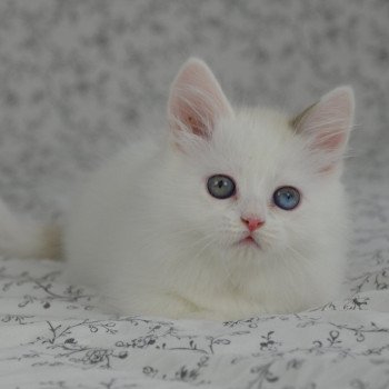 chaton Munchkin Longhair chocolate mink & blanc Walter White Chatterie de Kalinka