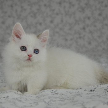 chaton Munchkin Longhair chocolate mink & blanc Walter White Chatterie de Kalinka
