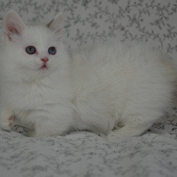 chaton Munchkin Longhair chocolate mink & blanc Walter White Chatterie de Kalinka