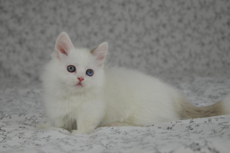 Walter White De Kalinka Mâle Munchkin Longhair
