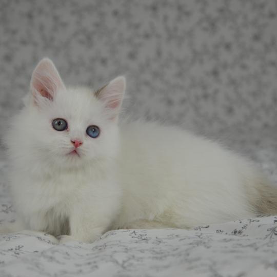 Walter White De Kalinka Mâle Munchkin Longhair