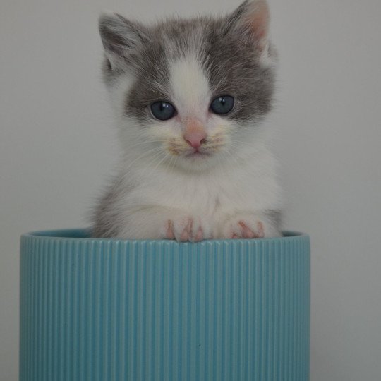 Woody De Kalinka Mâle Munchkin Shorthair