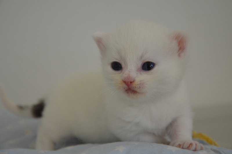 Yankee Mâle Munchkin Shorthair