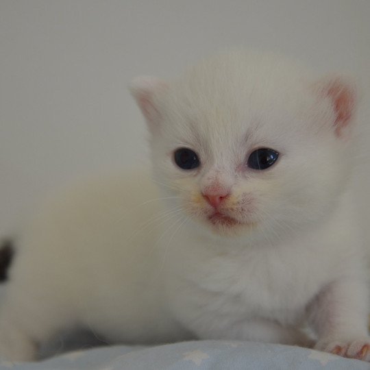 Yankee Mâle Munchkin Shorthair