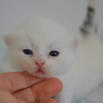 chaton Munchkin Longhair black & blanc Yankee Chatterie de Kalinka