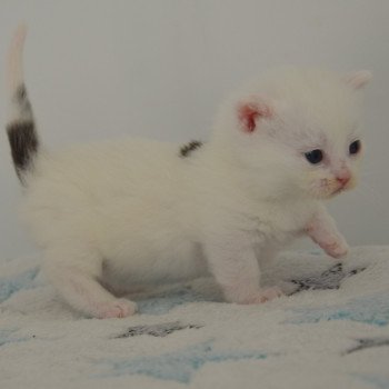 chaton Munchkin Longhair black & blanc Yankee Chatterie de Kalinka