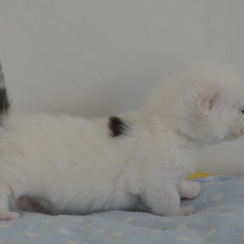 chaton Munchkin Longhair black & blanc Yankee Chatterie de Kalinka