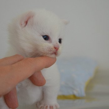 chaton Munchkin Longhair black & blanc Yankee Chatterie de Kalinka