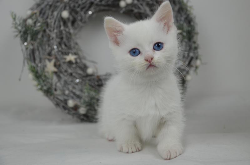 Yankee De Kalinka Mâle Munchkin Shorthair