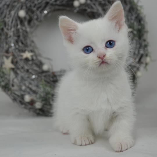 Yankee De Kalinka Mâle Munchkin Shorthair
