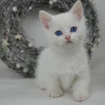 chaton Munchkin Shorthair black & blanc Yankee Chatterie de Kalinka