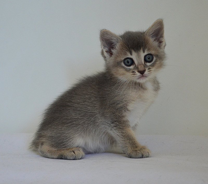 Aïko De Kalinka Mâle Munchkin Shorthair Aïko De Kalinka Mâle Munchkin Shorthair