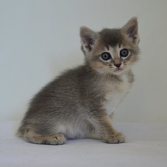 Aïko De Kalinka Mâle Munchkin Shorthair