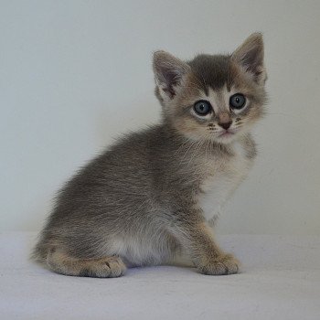 chaton Munchkin Shorthair blue Aïko Chatterie de Kalinka chaton Munchkin Shorthair blue Aïko Chatterie de Kalinka