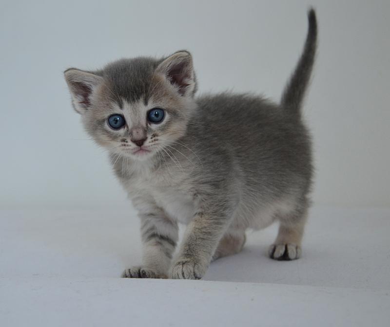 Aïko De Kalinka Mâle Munchkin Shorthair