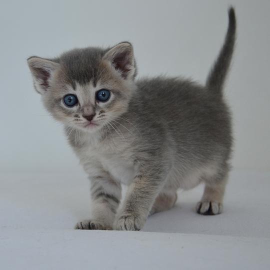 Aïko De Kalinka Mâle Munchkin Shorthair