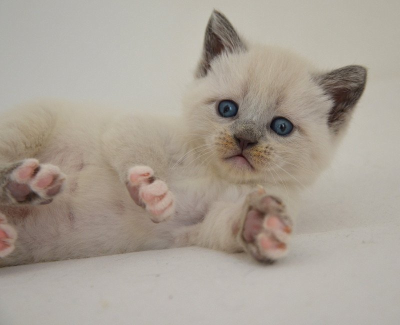 Anakin De Kalinka Mâle Munchkin Shorthair Anakin De Kalinka Mâle Munchkin Shorthair
